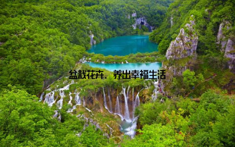盆栽花卉, 养出幸福生活