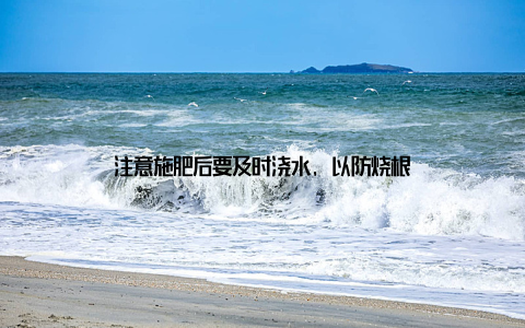 注意施肥后要及时浇水, 以防烧根