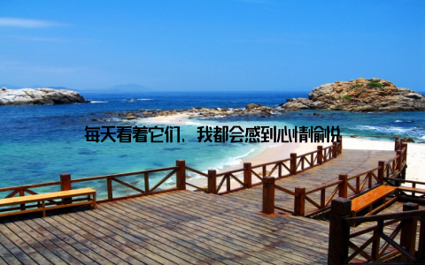 每天看着它们, 我都会感到心情愉悦