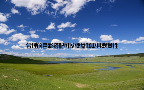 合理的色彩搭配可以使盆栽更具观赏性