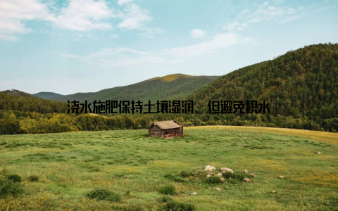 浇水施肥保持土壤湿润, 但避免积水