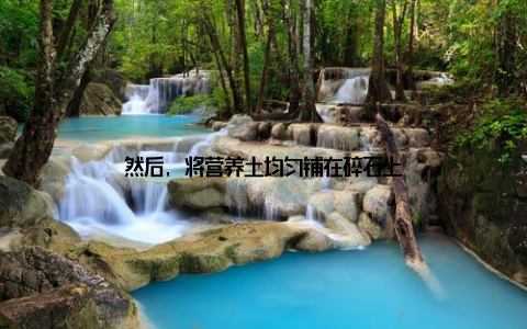 然后, 将营养土均匀铺在碎石上
