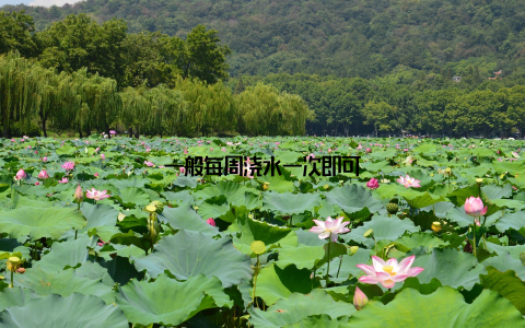 一般每周浇水一次即可