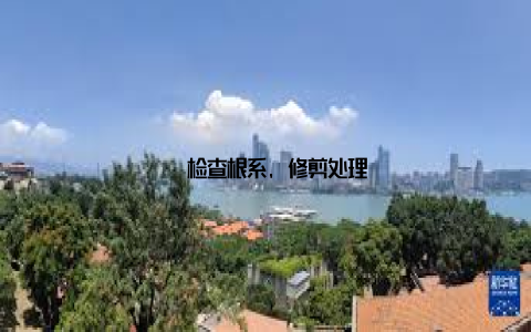 – 检查根系, 修剪处理