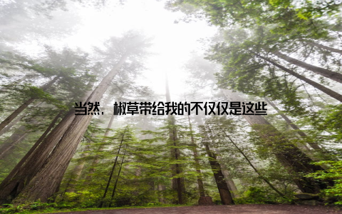 当然, 椒草带给我的不仅仅是这些