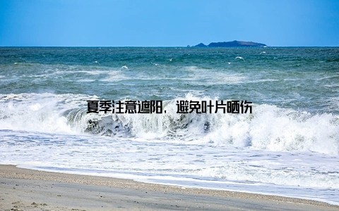 夏季注意遮阳, 避免叶片晒伤