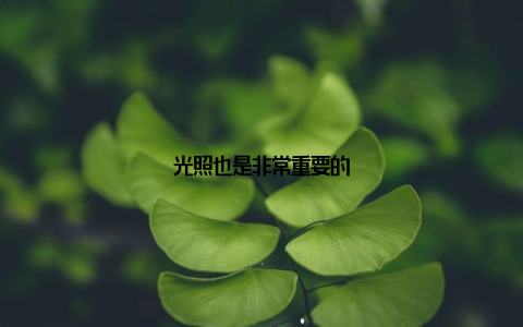 光照也是非常重要的