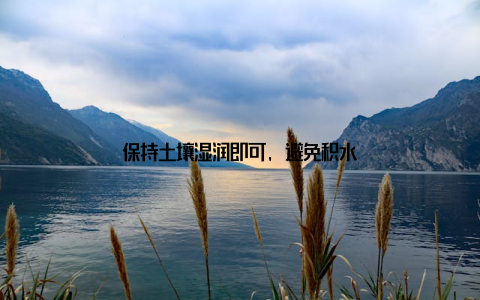 保持土壤湿润即可, 避免积水