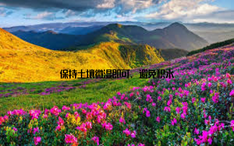 保持土壤微湿即可, 避免积水