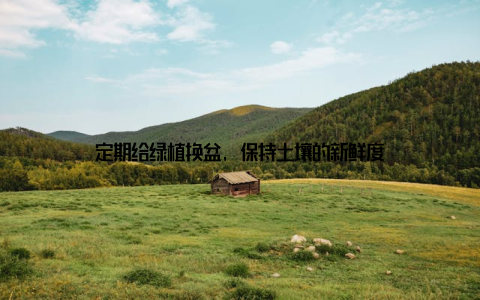 定期给绿植换盆, 保持土壤的新鲜度