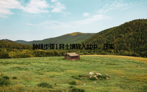 种植步骤1将土壤放入盆中, 压实