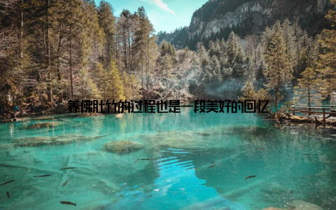 养佛肚竹的过程也是一段美好的回忆