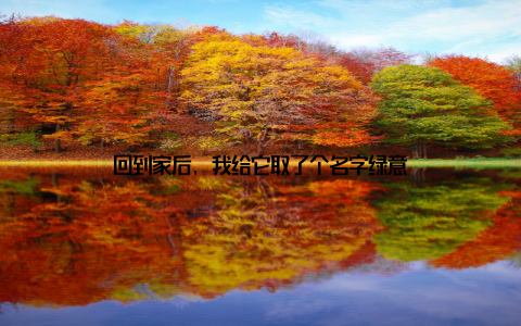 回到家后, 我给它取了个名字绿意