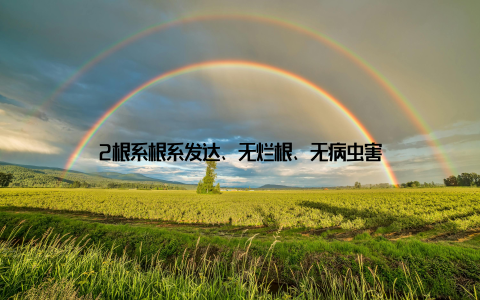 2根系根系发达、无烂根、无病虫害