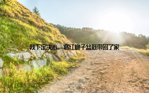 我下定决心, 将红桅子盆栽带回了家