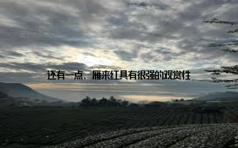 还有一点, 雁来红具有很强的观赏性