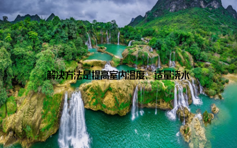 解决方法是提高室内温度, 适量浇水