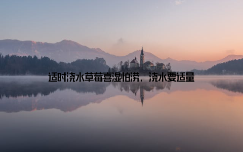 适时浇水草莓喜湿怕涝, 浇水要适量