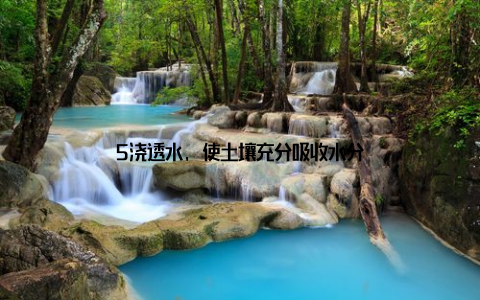 5浇透水, 使土壤充分吸收水分