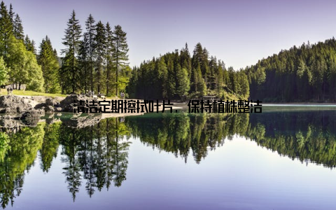 清洁定期擦拭叶片, 保持植株整洁