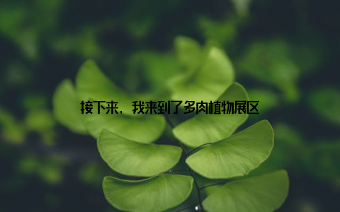 接下来, 我来到了多肉植物展区