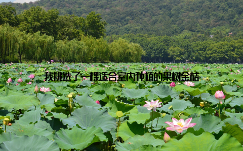 我挑选了一棵适合室内种植的果树金桔