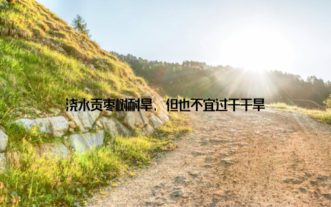 浇水贡枣树耐旱, 但也不宜过于干旱