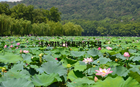 浇水保持土壤湿润但不过湿
