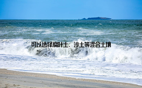 可以选择腐叶土、沙土等混合土壤