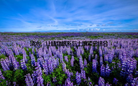 浇水, 让植物根系与土壤紧密结合