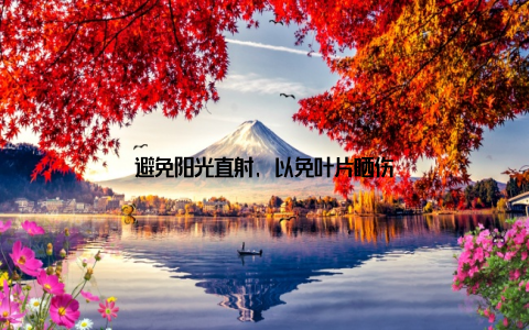 避免阳光直射, 以免叶片晒伤