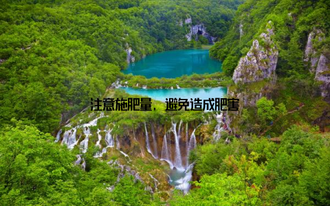 注意施肥量, 避免造成肥害