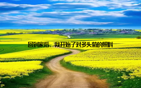 回到家后, 我开始了对多头菊的照料