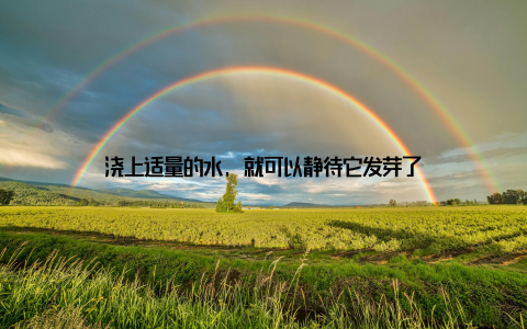 浇上适量的水, 就可以静待它发芽了