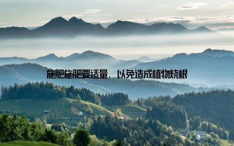施肥施肥要适量, 以免造成植物烧根