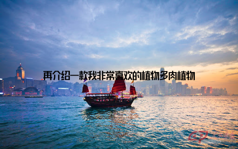 再介绍一款我非常喜欢的植物多肉植物