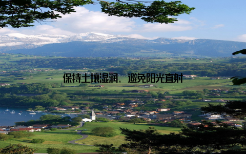 保持土壤湿润, 避免阳光直射