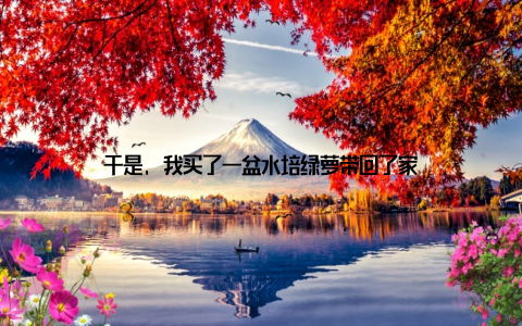 于是, 我买了一盆水培绿萝带回了家