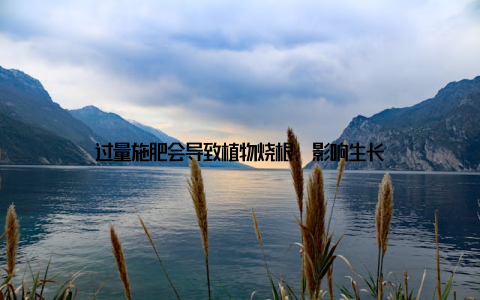 过量施肥会导致植物烧根, 影响生长
