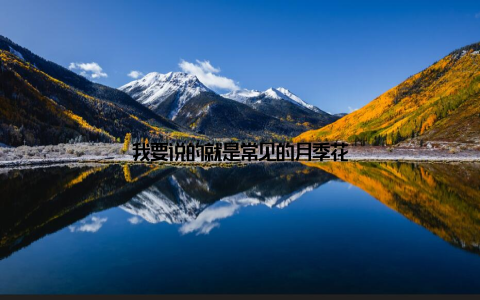 我要说的就是常见的月季花