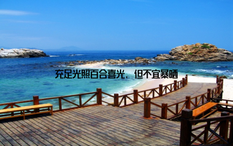 充足光照百合喜光, 但不宜暴晒