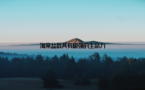 海棠盆栽具有极强的生命力