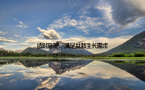 适时施肥, 满足盆栽生长需求