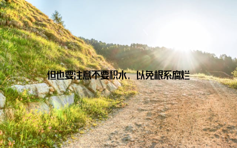 但也要注意不要积水, 以免根系腐烂