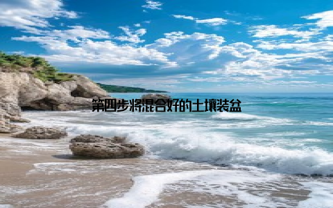 第四步将混合好的土壤装盆