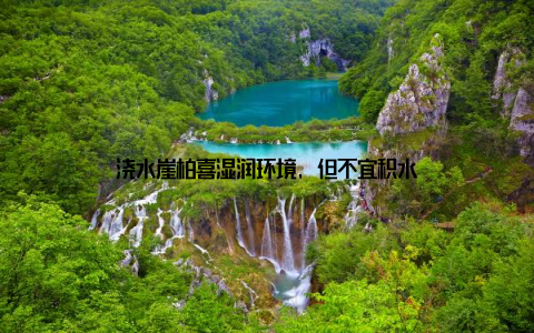 浇水崖柏喜湿润环境, 但不宜积水