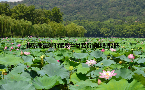 根系质量差的紫罗兰盆栽价格相对较低