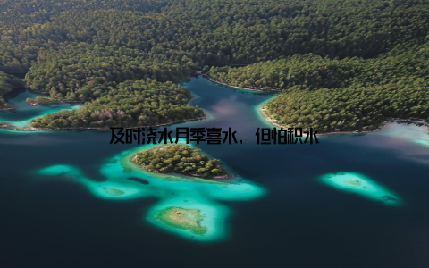 及时浇水月季喜水, 但怕积水