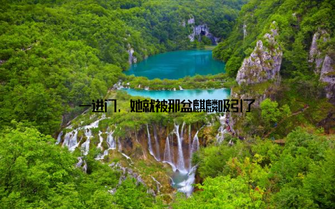 一进门, 她就被那盆麒麟吸引了