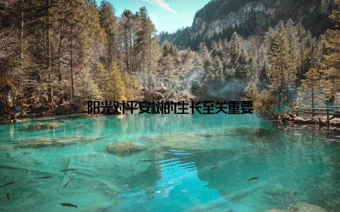 阳光对平安树的生长至关重要